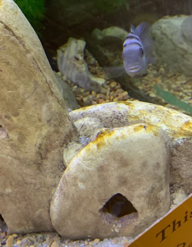 Cichlid parents Cichlid parents
